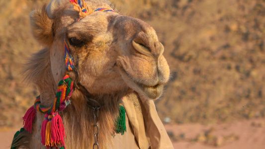 Египет с полет до Хургада - мини почивка в Хургада, круиз по Нил и екскурзия в Кайро с вътрешен полет