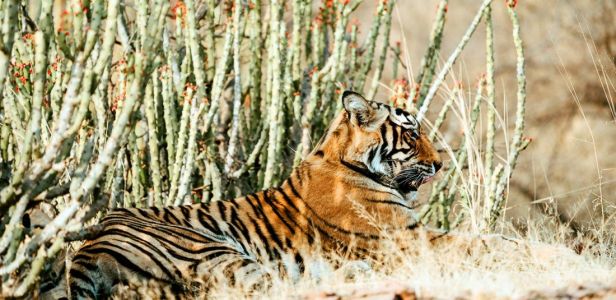 Индия - Златният триъгълник и сафари в джунглата - промоция - 300 лева отстъпка